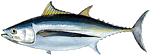 albacore