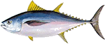 bigeyetuna