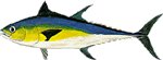 bluefintuna