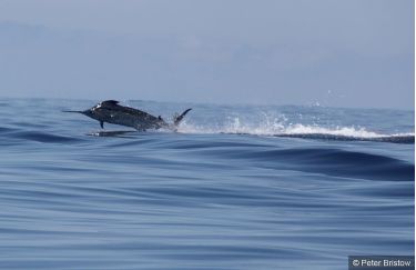 Madeira big Blues