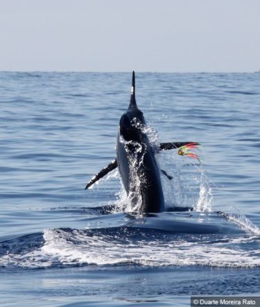 Blue Marlin Grander