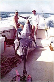 World and Australian record and Heaviest fish for Cairns 1973 season