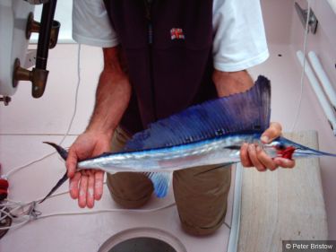 Baby hatchet marlin
